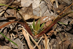 Xyris difformis