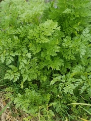 Chaerophyllum procumbens
