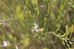 Comesperma scoparium