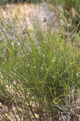 Comesperma scoparium