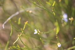 Comesperma scoparium