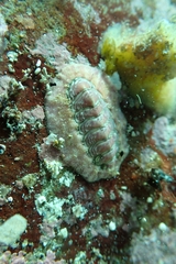 Onithochiton neglectus