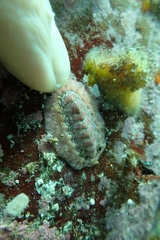 Onithochiton neglectus