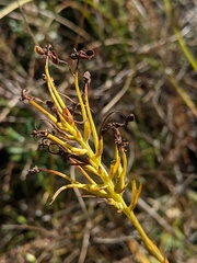Platanthera ciliaris