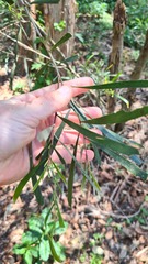 Acacia maidenii