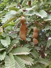 Tamarindus