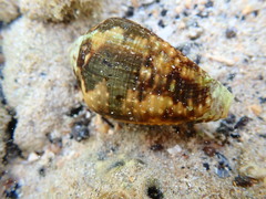Conus catus
