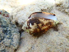 Conus catus