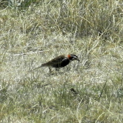 Calcarius ornatus