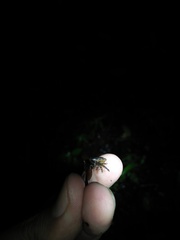Microhyla palmipes