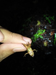 Microhyla palmipes