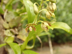 Prosthechea boothiana
