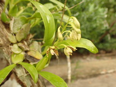 Prosthechea boothiana