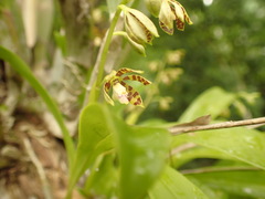 Prosthechea boothiana