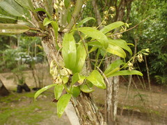 Prosthechea boothiana