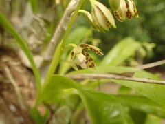 Prosthechea boothiana