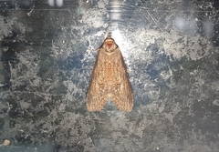 Stictopterinae