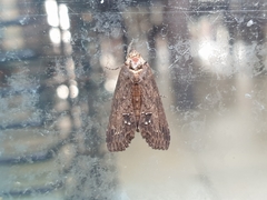 Stictopterinae