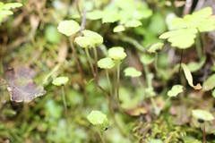 Cryptomitrium tenerum