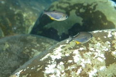 Scorpis violacea