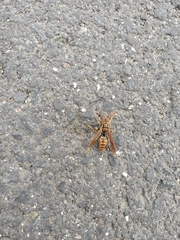 Polistes jokahamae