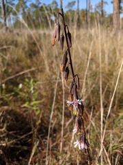 Nabalus autumnalis