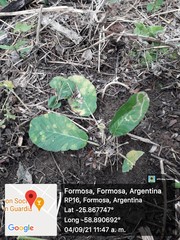 Dorstenia brasiliensis