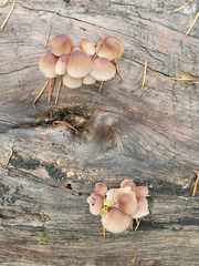 Mycena bulliformis