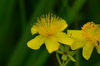 Kalm's St. John's-Wort - Photo (c) Joshua Mayer, some rights reserved (CC BY-SA)