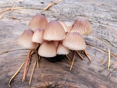 Mycena bulliformis