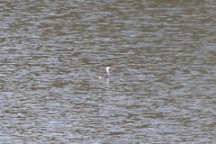 Aechmophorus clarkii