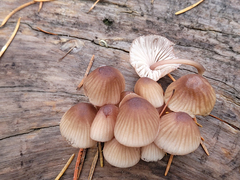 Mycena bulliformis