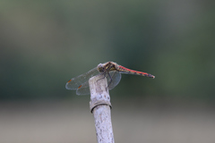Sympetrum frequens