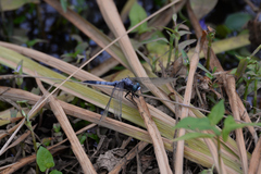 Orthetrum albistylum