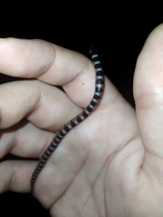 Gyalopion quadrangulare