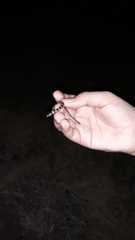 Gyalopion quadrangulare