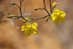 Hibbertia conspicua