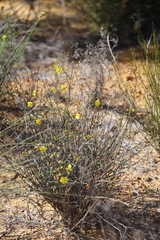 Hibbertia conspicua