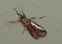 Assara holophragma