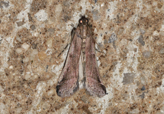 Assara holophragma