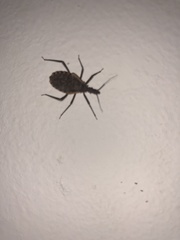 Triatoma gerstaeckeri