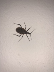 Triatoma gerstaeckeri