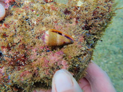 Conus lividus
