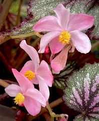 Begonia rex-cultorum