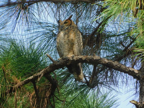 Great Horned Owl photographed in Florida