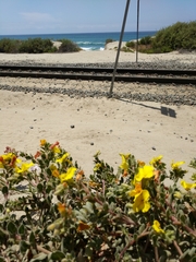 Camissoniopsis cheiranthifolia cheiranthifolia
