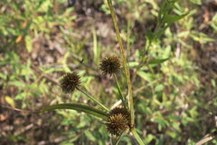 Cyperus echinatus