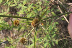 Cyperus echinatus