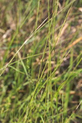 Aristida longespica