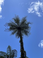Cyathea cunninghamii